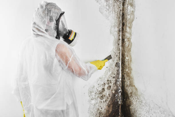 Best Mold Remediation for Specific Building Types in Pine Hills, FL