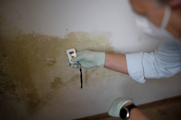 Best Commercial Mold Remediation in Pine Hills, FL