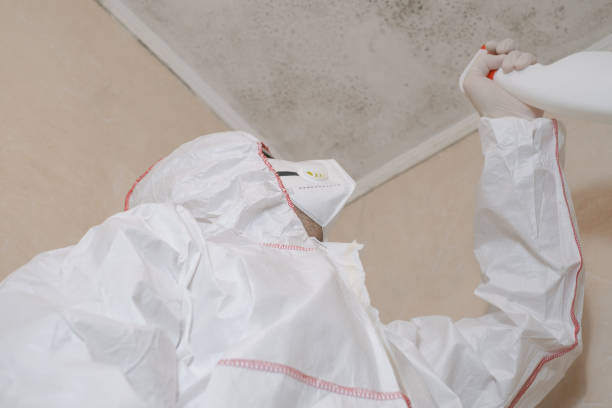 Best Basement Mold Remediation in Pine Hills, FL