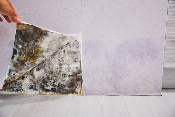 Best Preventive Mold Services in Pine Hills, FL